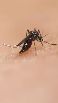 7 dicas simples para se proteger contra a dengue em SP
