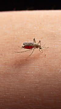 5 dicas para se proteger da dengue