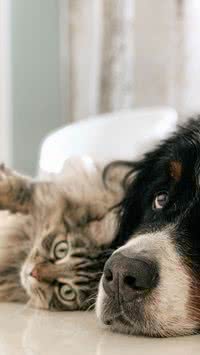 Descubra quais alimentos são tóxicos para cães e gatos