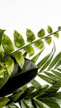 5 plantas que as moscas odeiam para você ter em casa