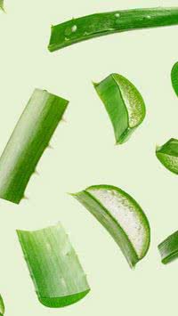 Descubra os benefícios da aloe vera para sua saúde