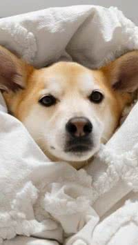 Cachorro com frio? Veja sinais e como proteger seu pet no inverno!