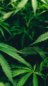 Maconha dobra o risco de morrer por doenças cardíacas; entenda