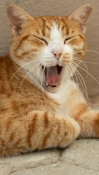 Por que os gatos ronronam? A resposta surpreende