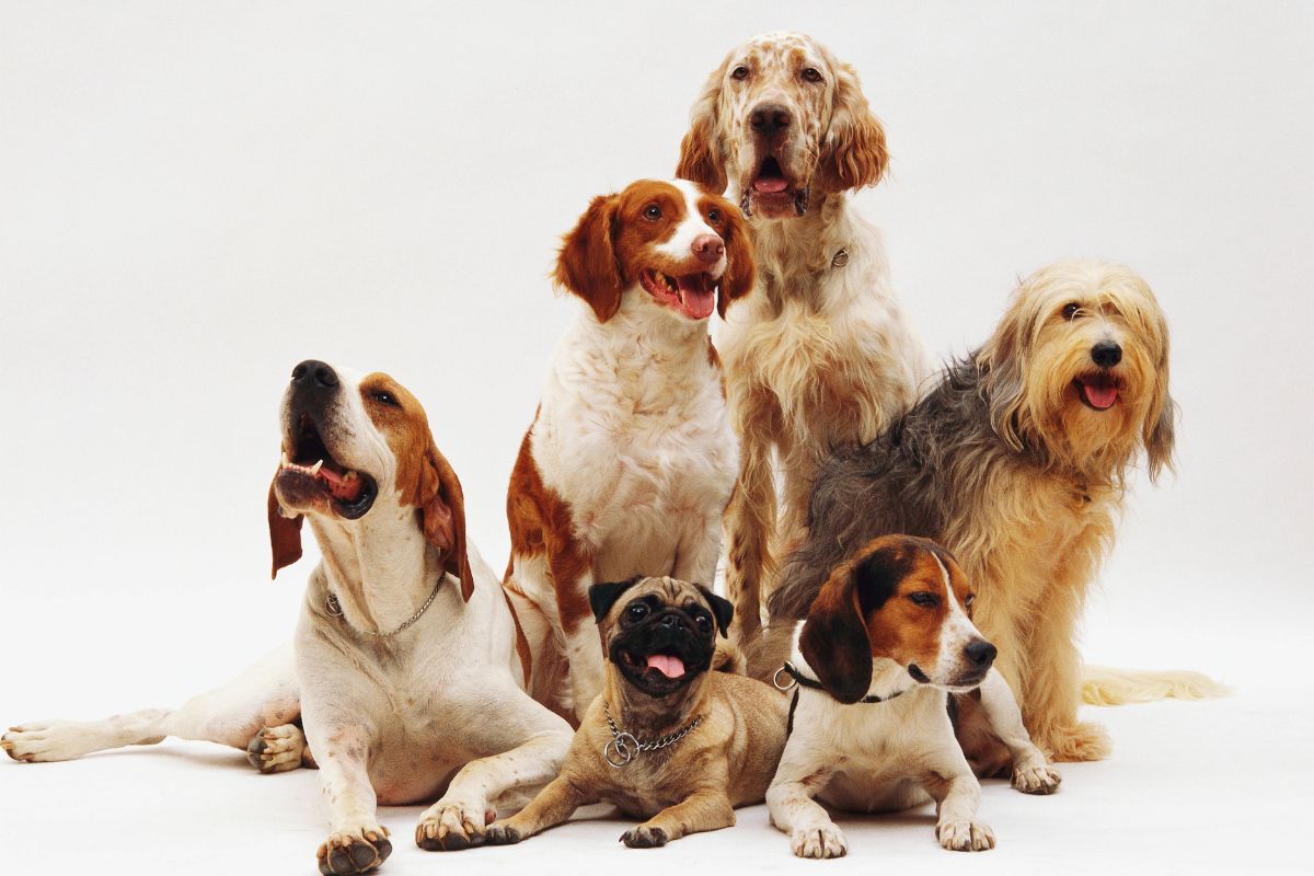 Cachorros de várias raças