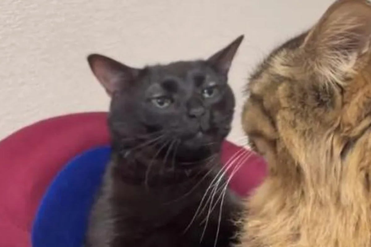 Meme gato