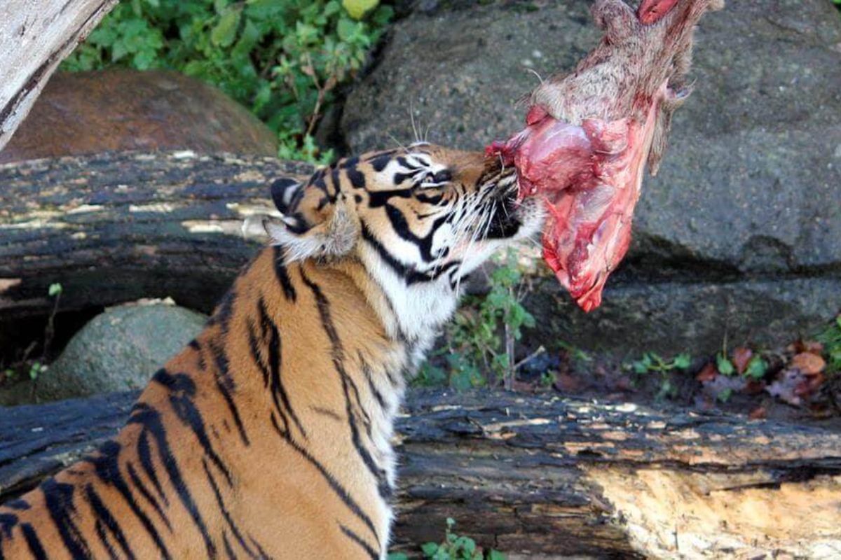 tigre
