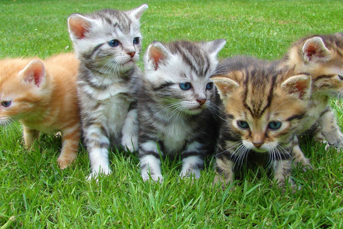 gatos