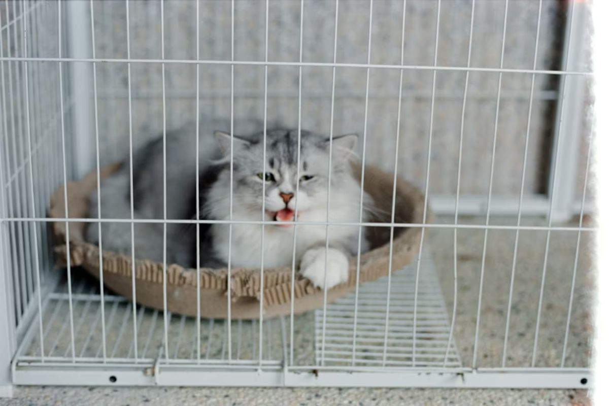 gato preso em gaiola