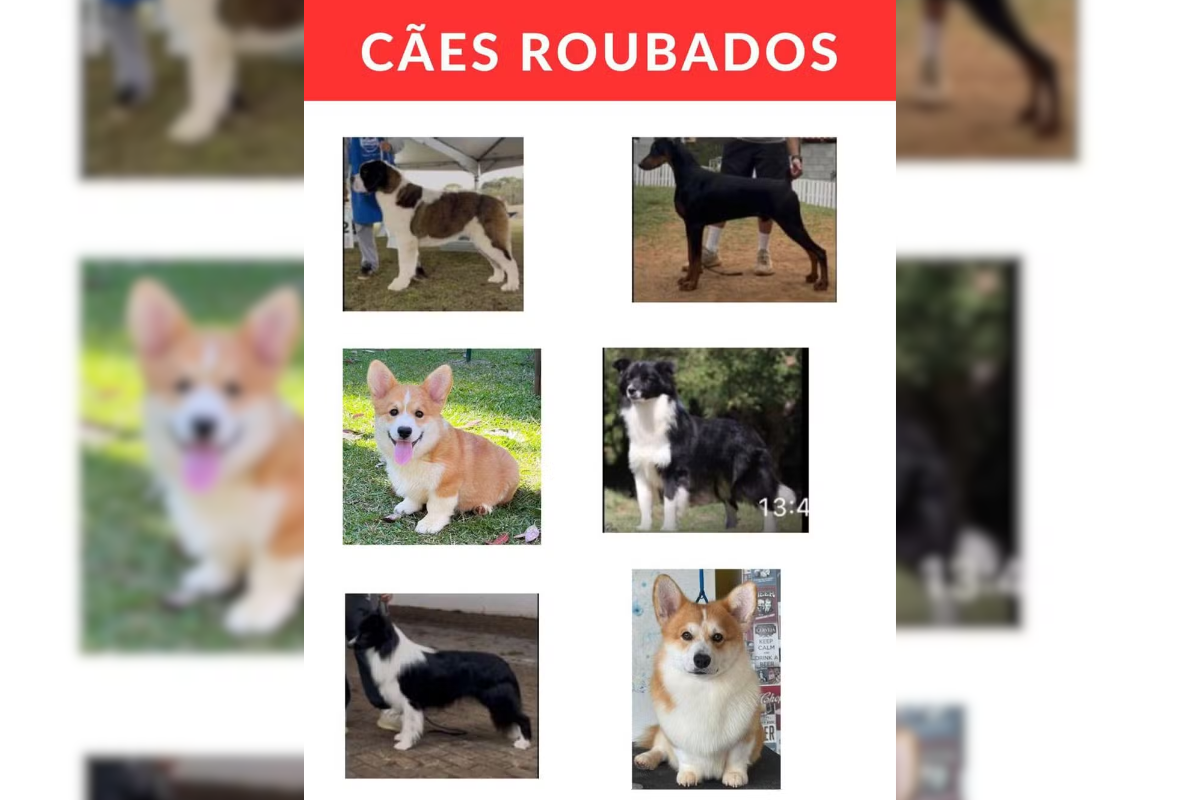 cães roubados