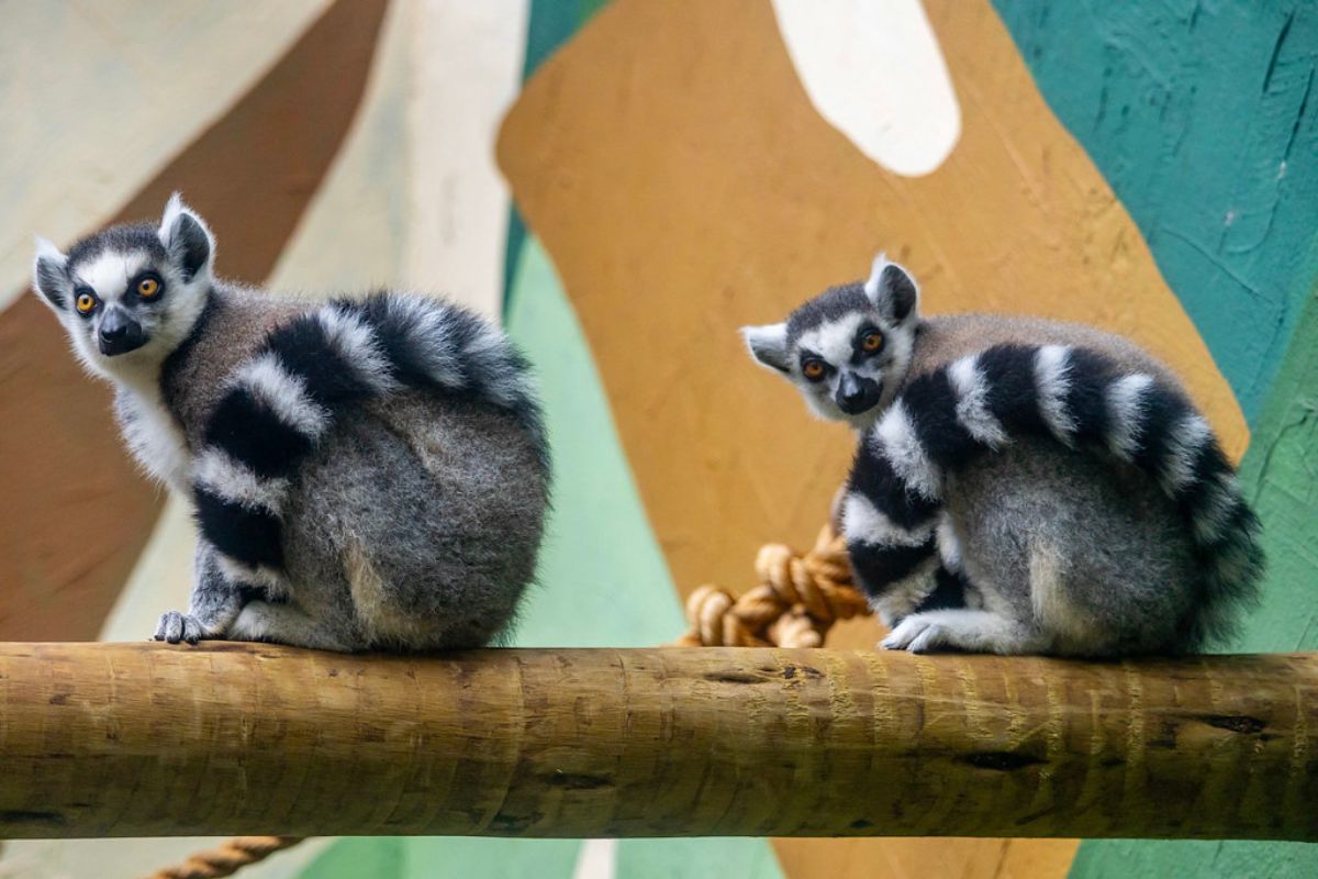Foto: Reprodução/Zoo SP
