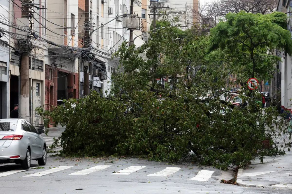 Árvore caída por ventos causados pelo ciclone extratopical em SP