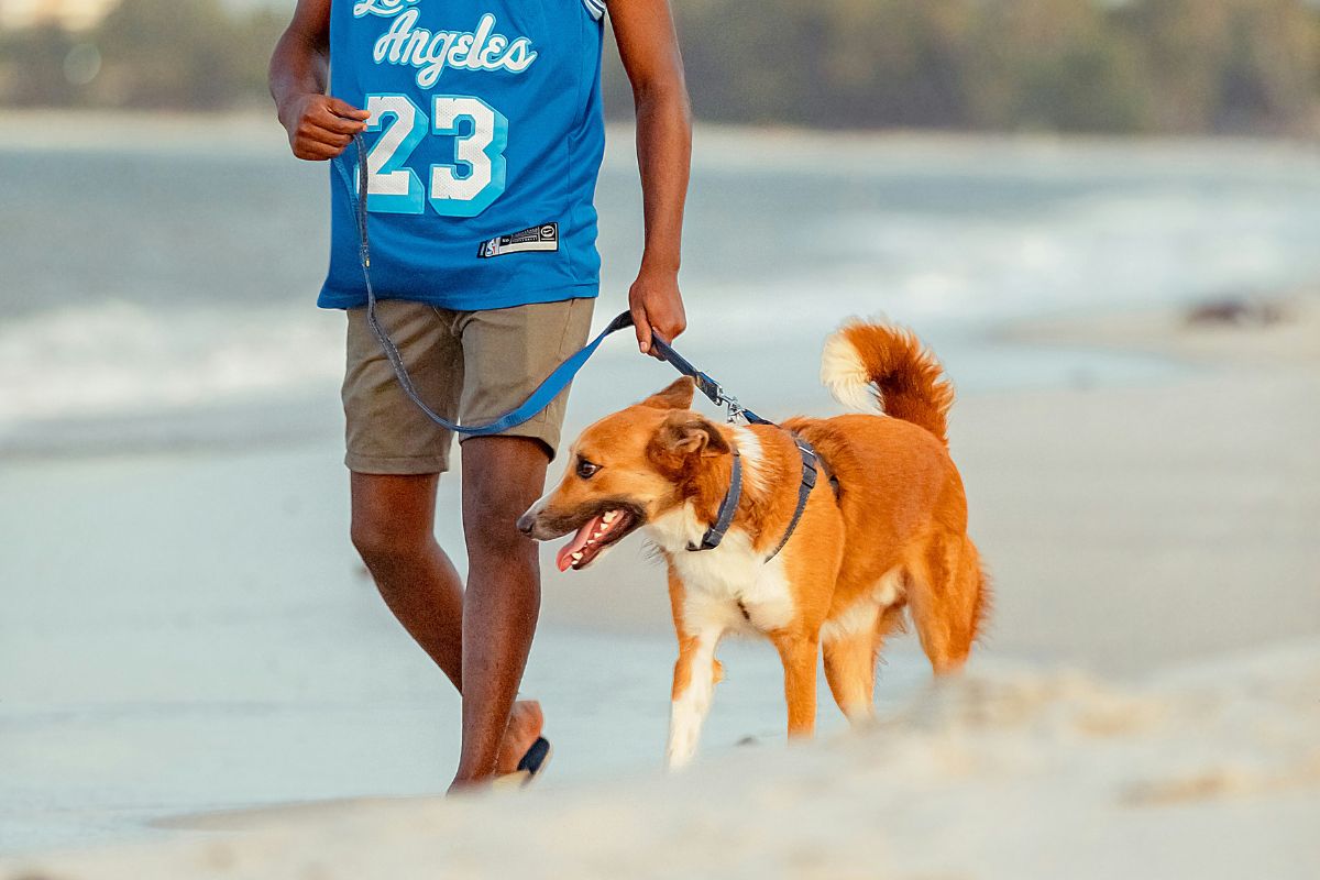 Aumentar o tempo de passeio com o cachorro pode ser uma maneira de começar a cumprir a meta de "fazer mais exercício físico". Foto: Unsplash.