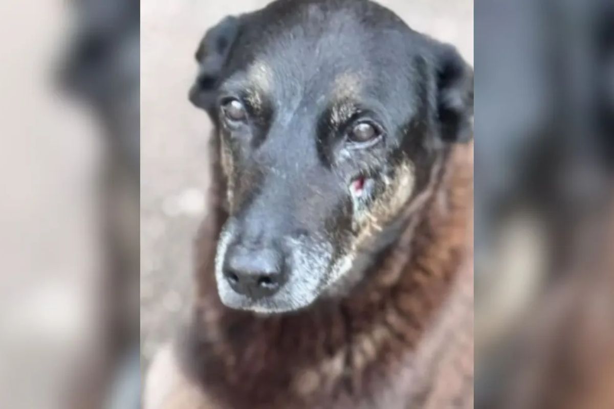 Foto: Reprodução/Redes sociais.