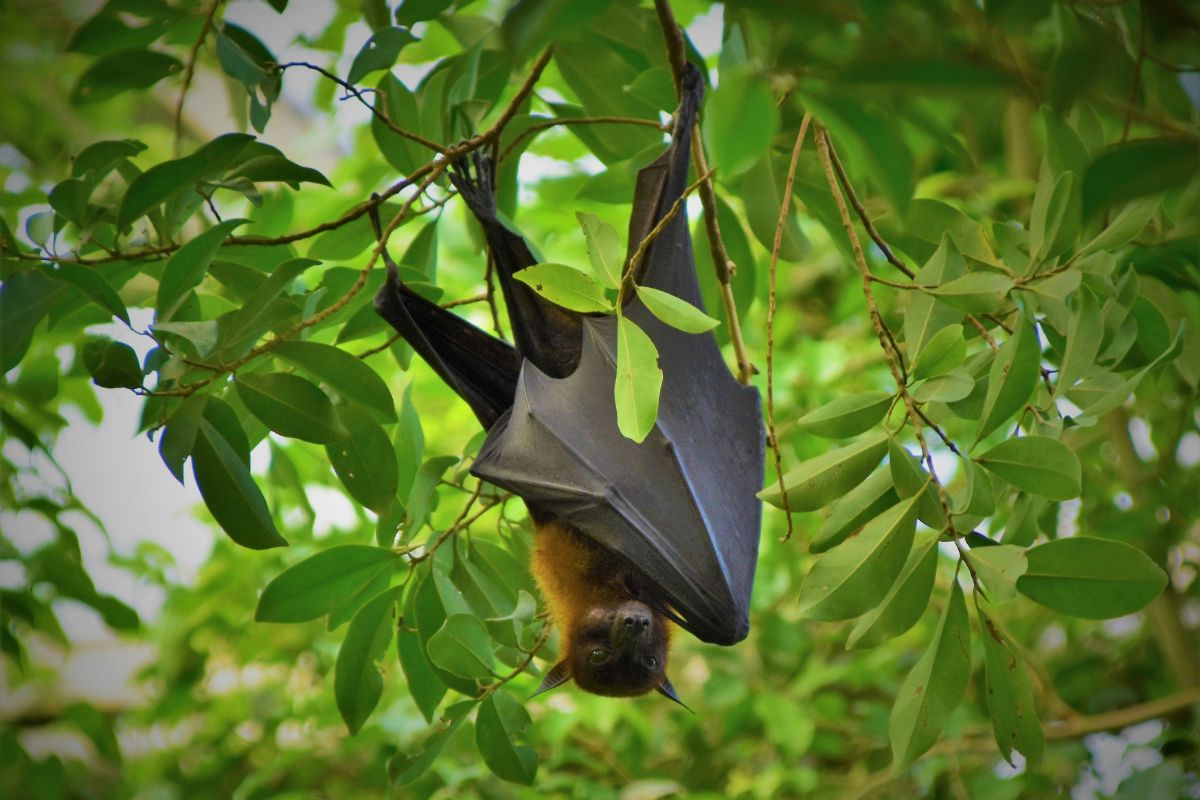 Morcegos são o principal reservatório do vírus Nipah. Foto: Unsplash.