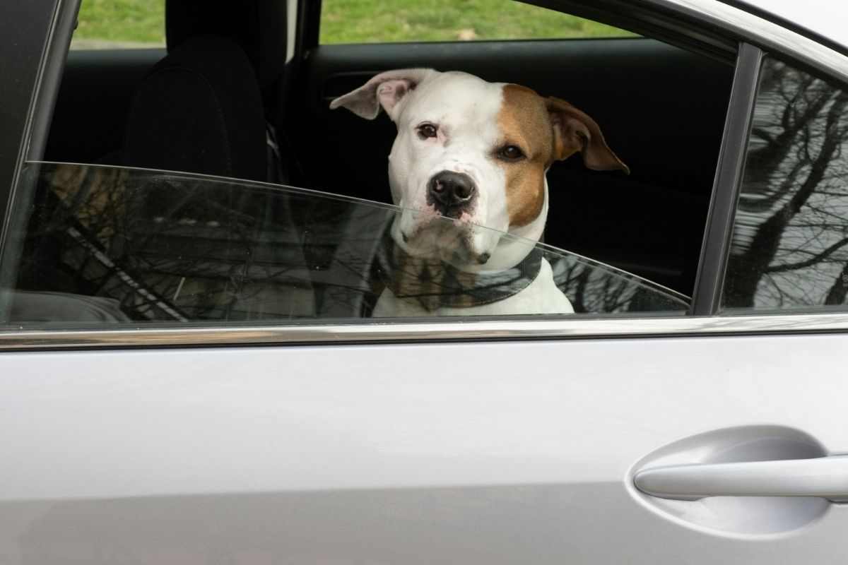 Táxis e carros de aplicativo são obrigados por lei a aceitarem passageiros acompanhados de cão de assistência. Foto: Unsplash.