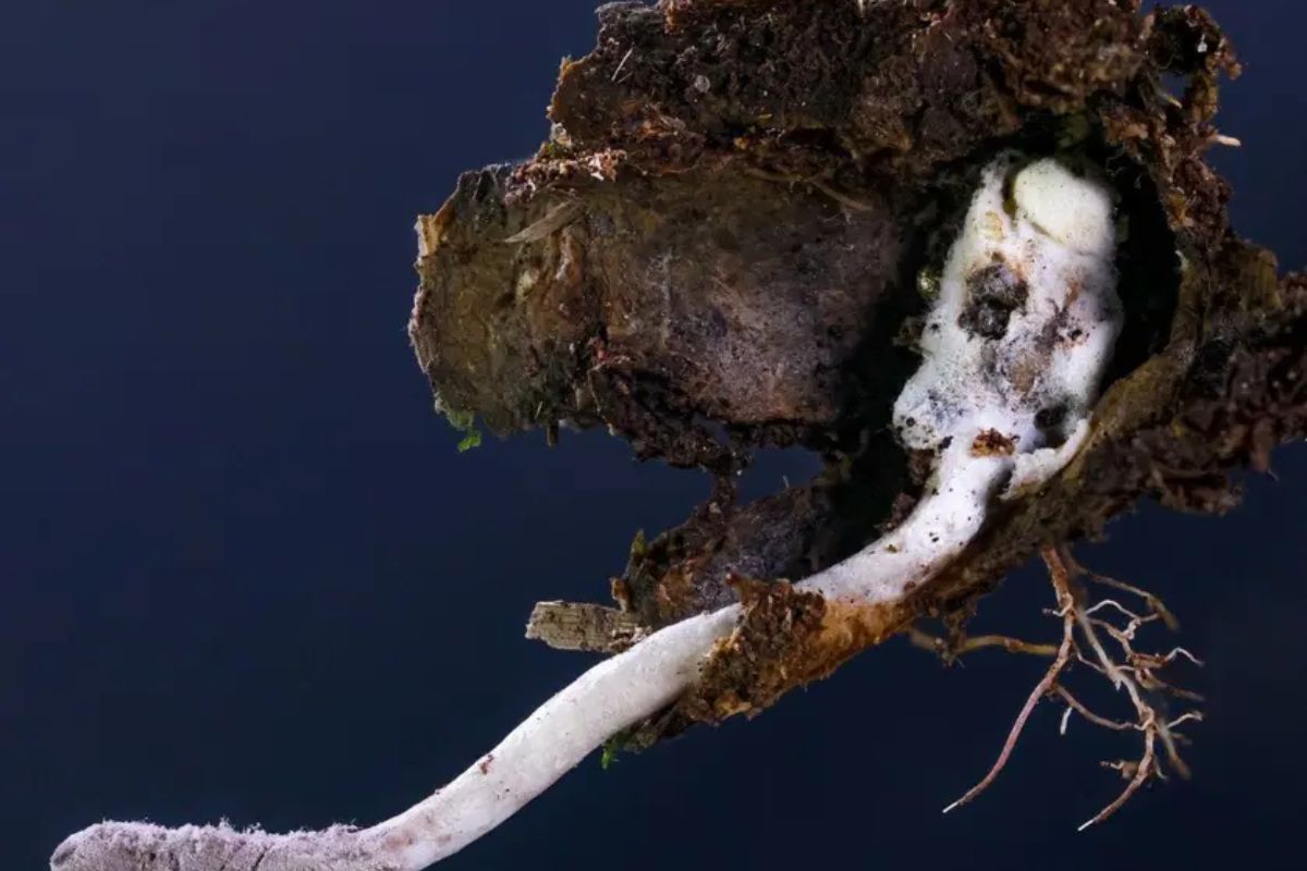 Foto: Divulgação/João Paulo Machado de Araujo.