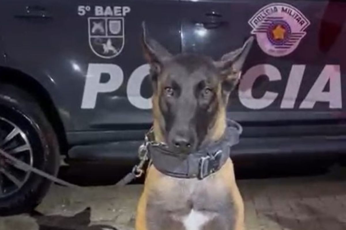 Foto: Divulgação/Polícia Militar