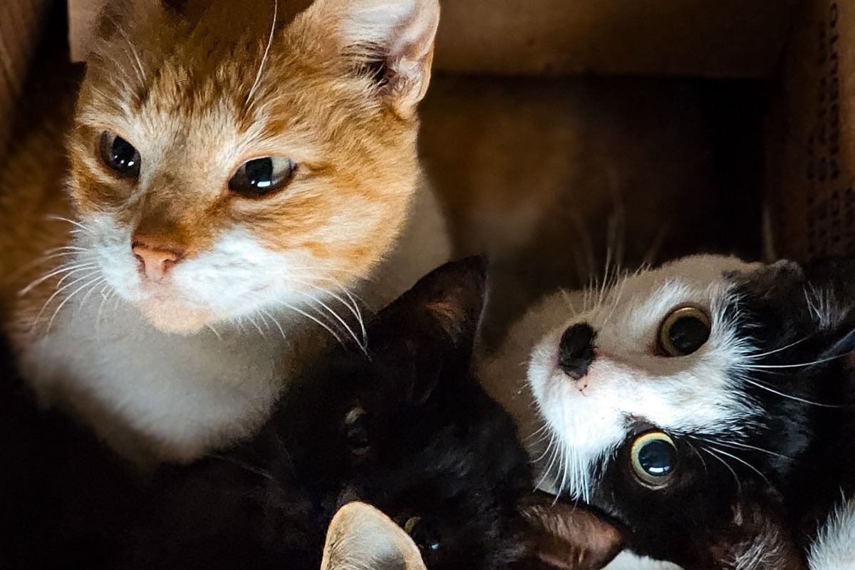Foto: Pexels/GUST
