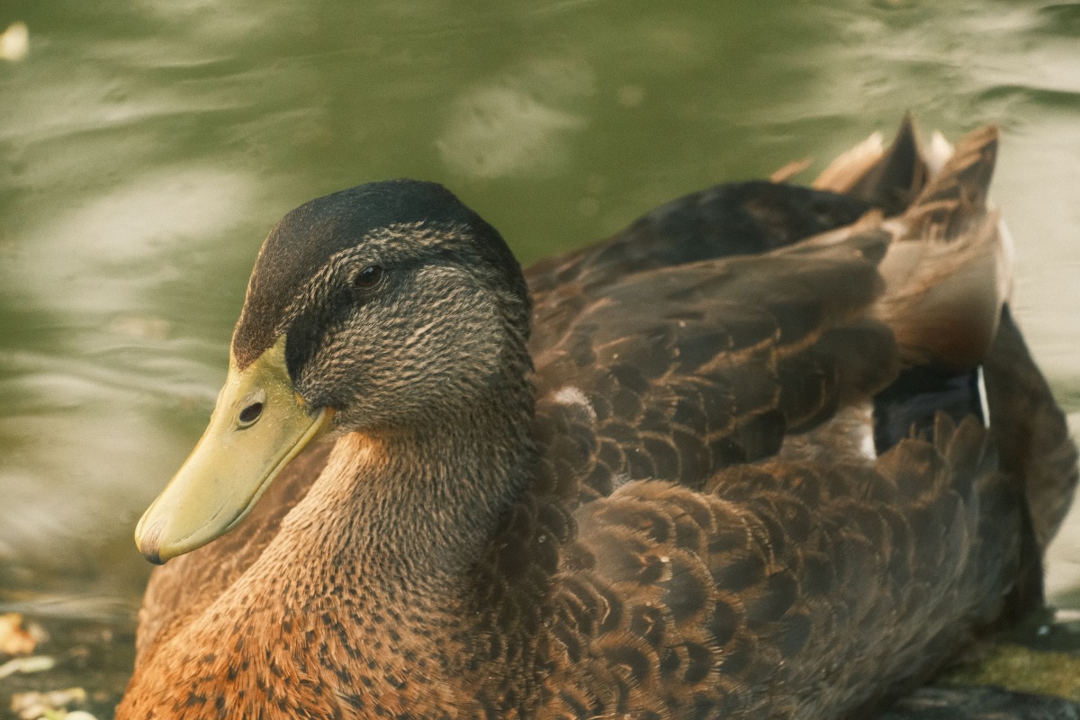 Foto: Pexels/Maximus Meadowcroft