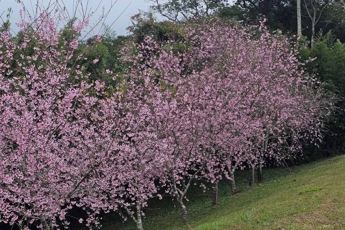 Foto: Pexels/Daniel Maurício Bertoli