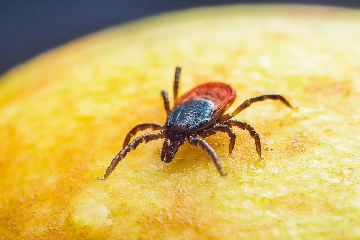 Foto: Pexels/Erik Karits