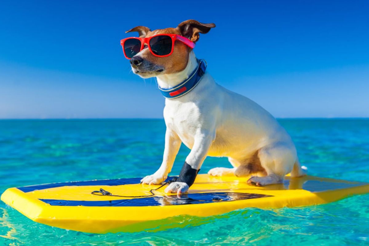 Cão tomando banho na praia