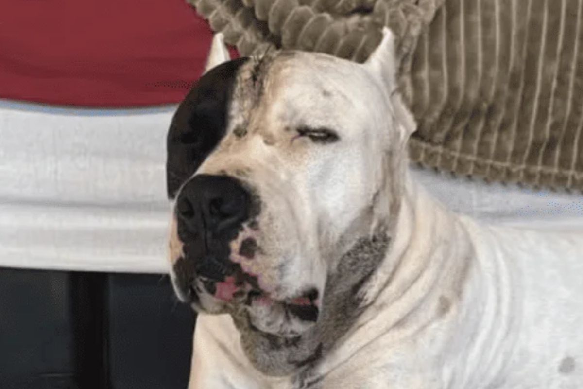 Ragnar, pitbull atacado na Zona Norte