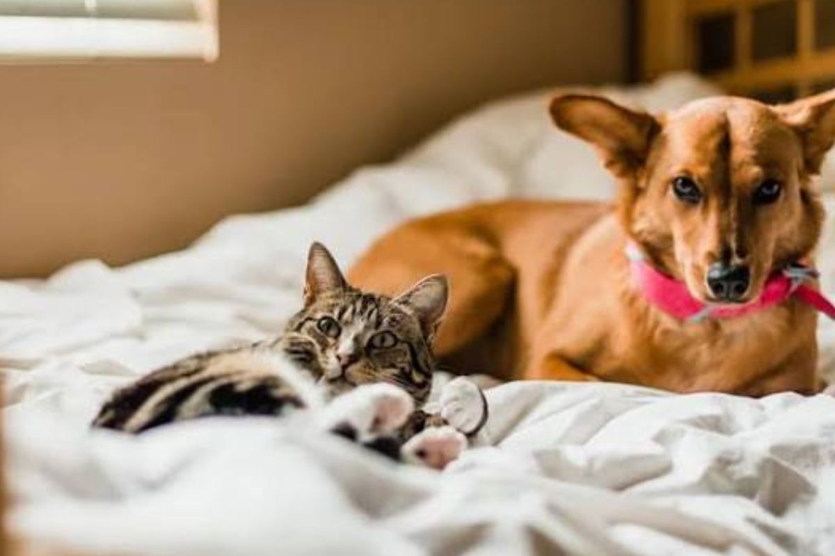 Cão e Gato