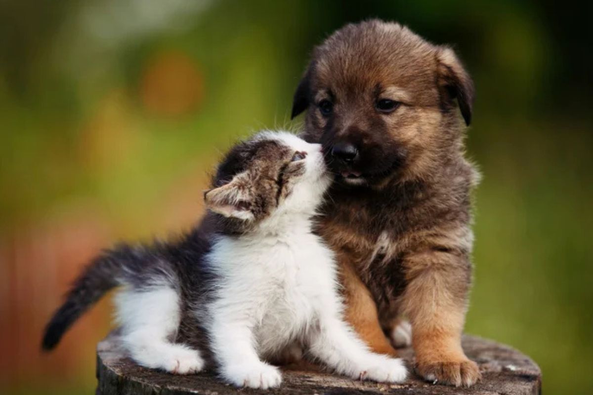 Cão e gato