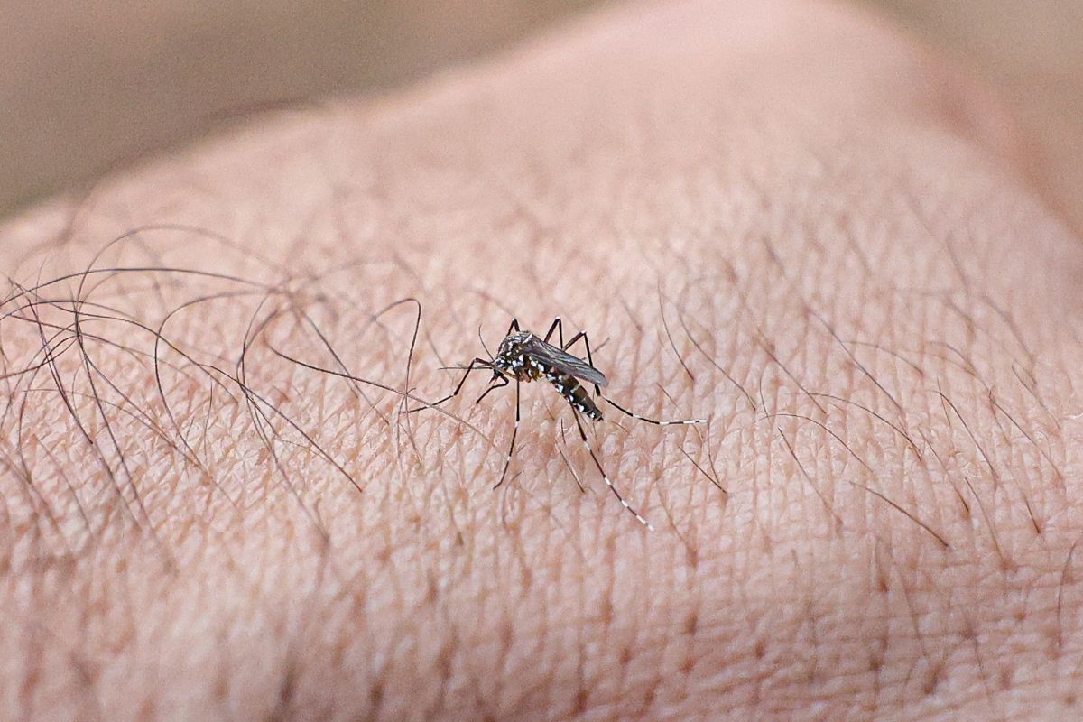 Mosquito da dengue