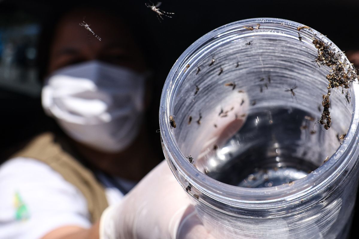 Mosquito da dengue