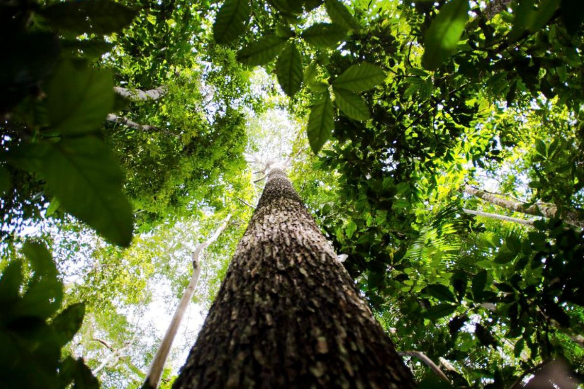 Amazonia